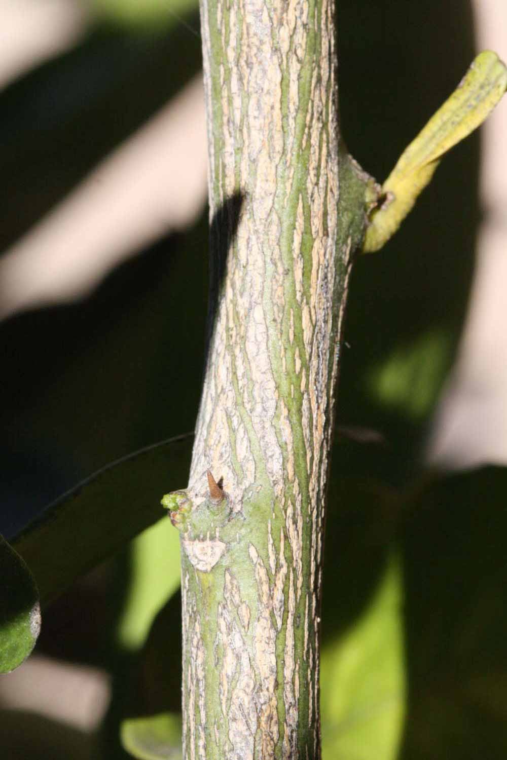              Second - third year twig (Riverside,   CA)       